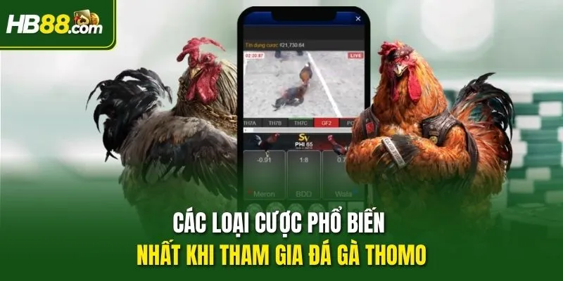 Các loại cược phổ biến nhất khi tham gia đá gà Thomo
