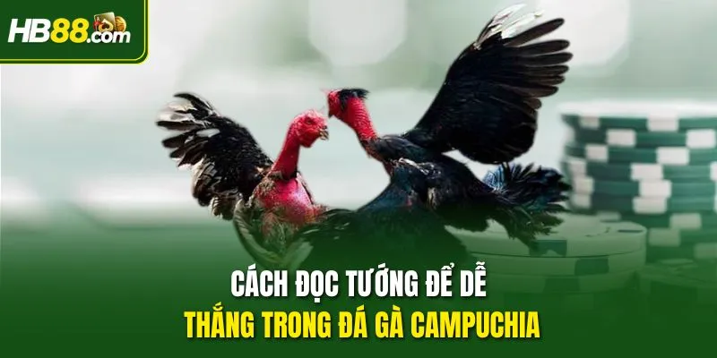 Cách đọc tướng để dễ thắng trong đá gà Campuchia