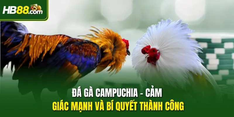 Đá Gà Campuchia - Cảm Giác Mạnh Và Bí Quyết Thành Công