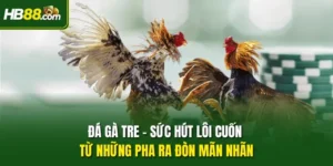 Đá Gà Tre – Sức Hút Lôi Cuốn Từ Những Pha Ra Đòn Mãn Nhãn