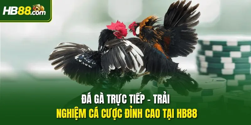 Đá Gà Trực Tiếp – Trải Nghiệm Cá Cược Đỉnh Cao Tại HB88