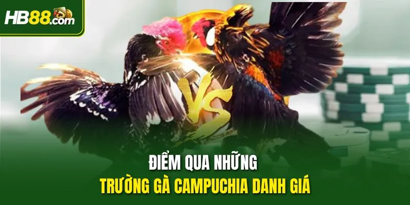 Điểm qua những trường gà Campuchia danh giá