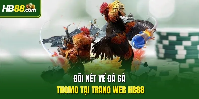 Đôi nét về đá gà Thomo tại trang web HB88
