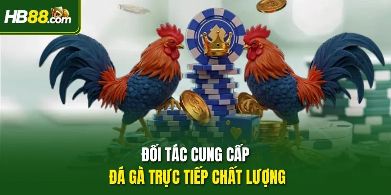 Đối tác cung cấp đá gà trực tiếp chất lượng