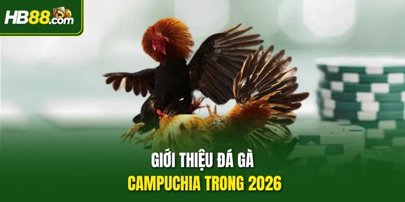 Giới thiệu Đá gà Campuchia trong 2026