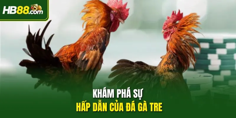 Khám phá sự hấp dẫn của đá gà tre