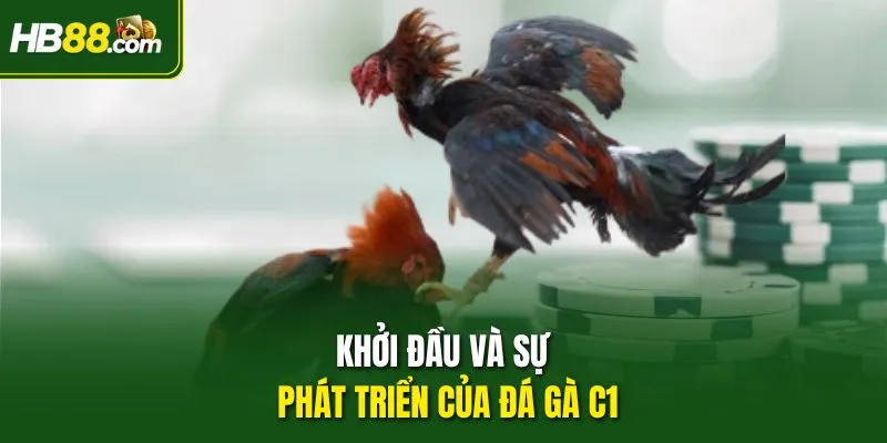 Khởi đầu và sự phát triển của Đá Gà C1