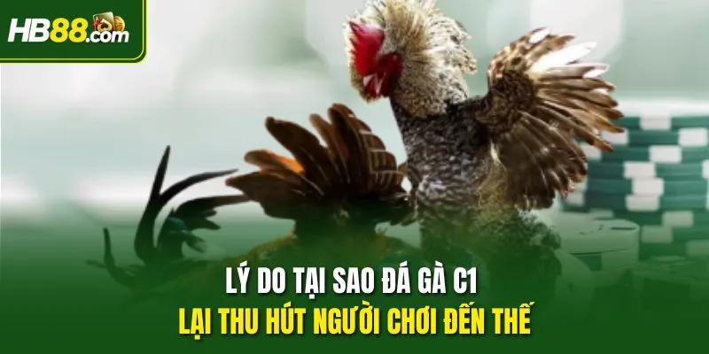 Lý do tại sao Đá gà C1 lại thu hút người chơi đến thế