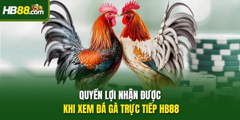 Quyền lợi nhận được khi xem Đá gà trực tiếp HB88