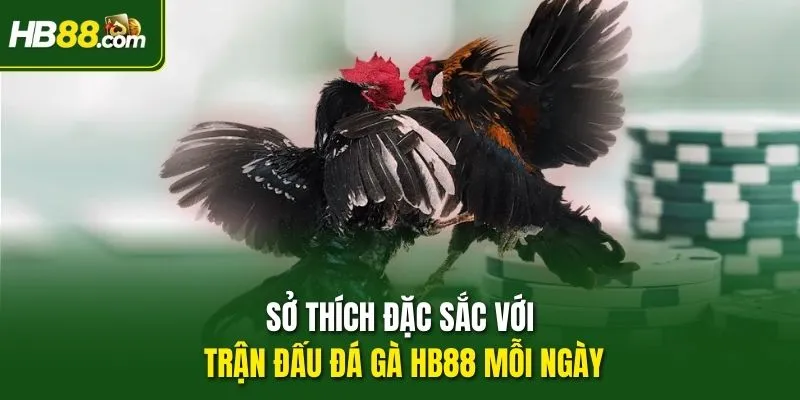 Sở thích đặc sắc với trận đấu Đá gà HB88 mỗi ngày