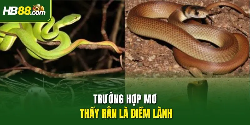 Trường hợp mơ thấy rắn là điềm lành